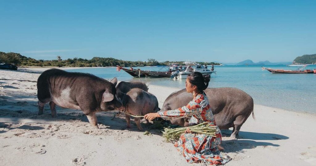 Best time to visit Pig Island