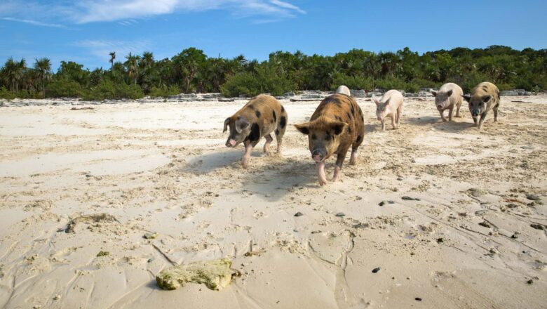 pig island koh samui